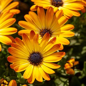 Preview wallpaper flower, petals, macro, yellow, bright