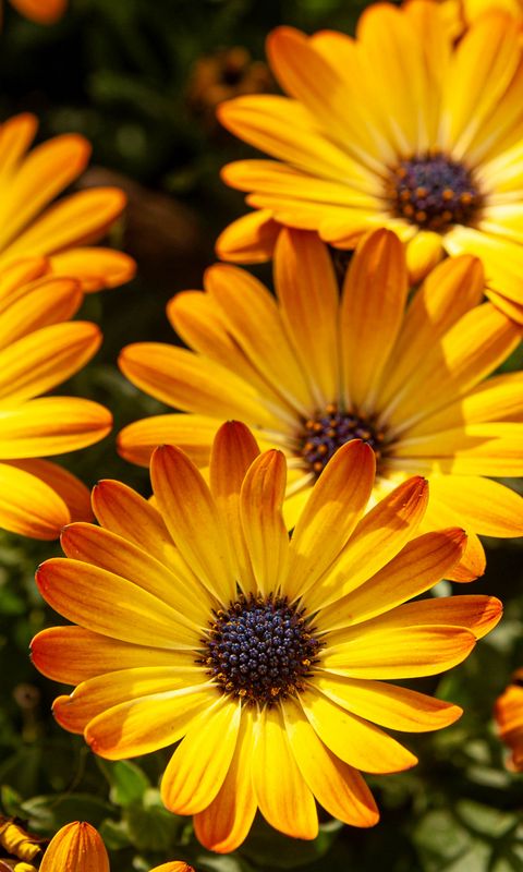 480x800 Wallpaper flower, petals, macro, yellow, bright
