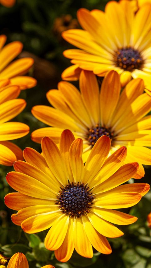 480x854 Wallpaper flower, petals, macro, yellow, bright