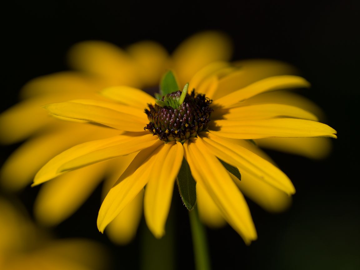 1152x864 Wallpaper flower, petals, macro, yellow, blur