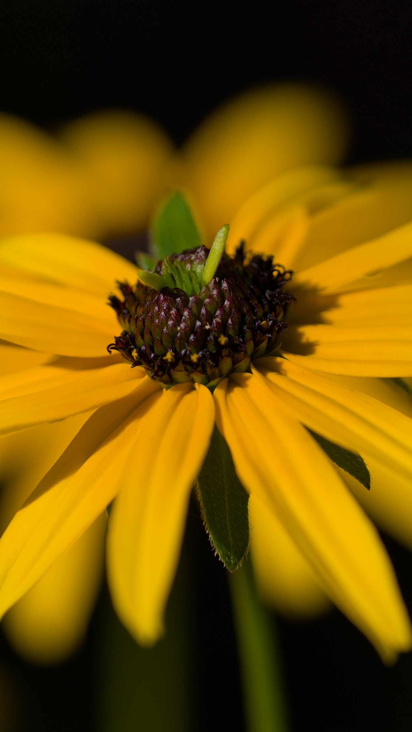 1440x2560 Wallpaper flower, petals, macro, yellow, blur