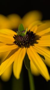 Preview wallpaper flower, petals, macro, yellow, blur