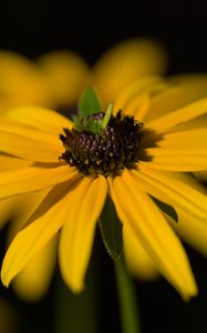 Preview wallpaper flower, petals, macro, yellow, blur