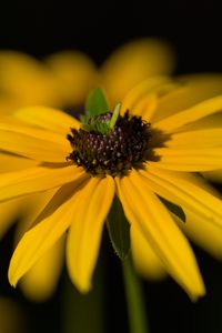 Preview wallpaper flower, petals, macro, yellow, blur