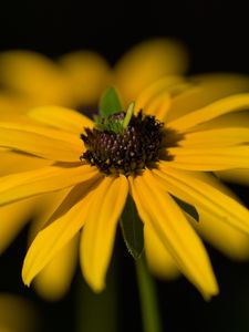 Preview wallpaper flower, petals, macro, yellow, blur