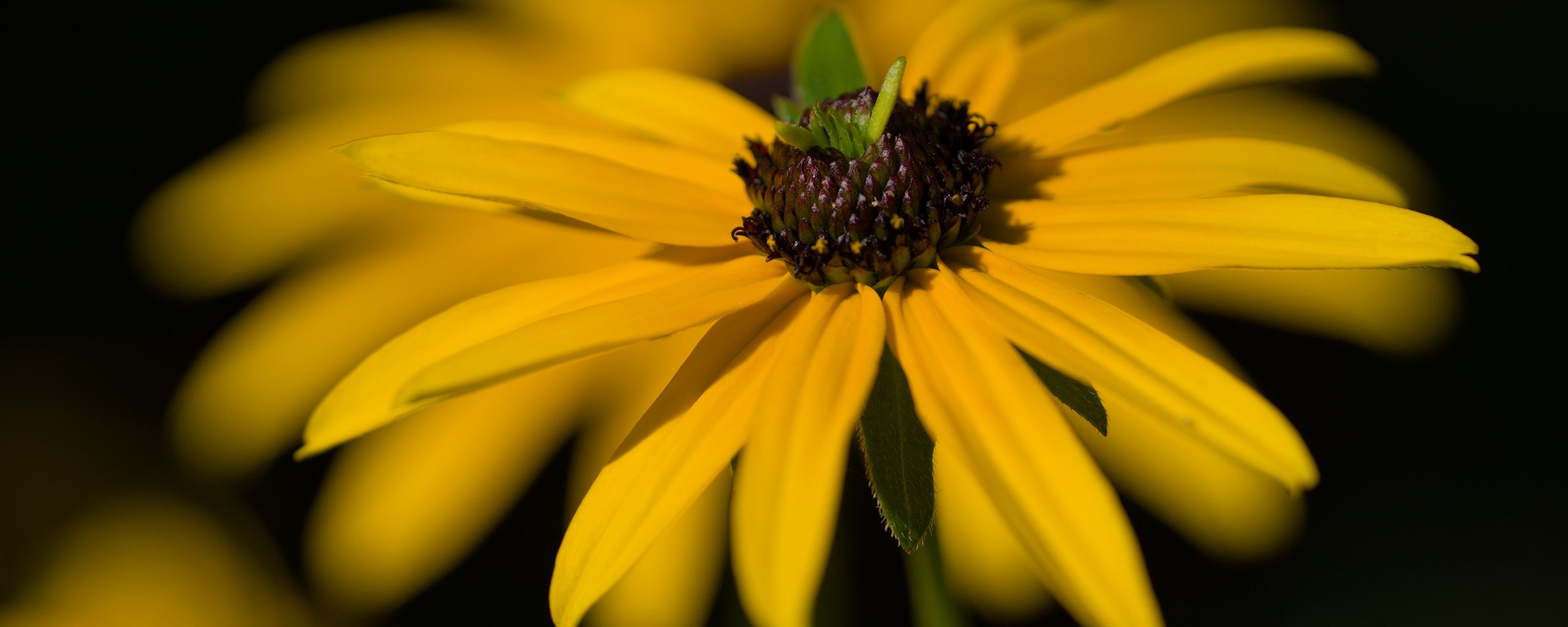 2560x1024 Wallpaper flower, petals, macro, yellow, blur