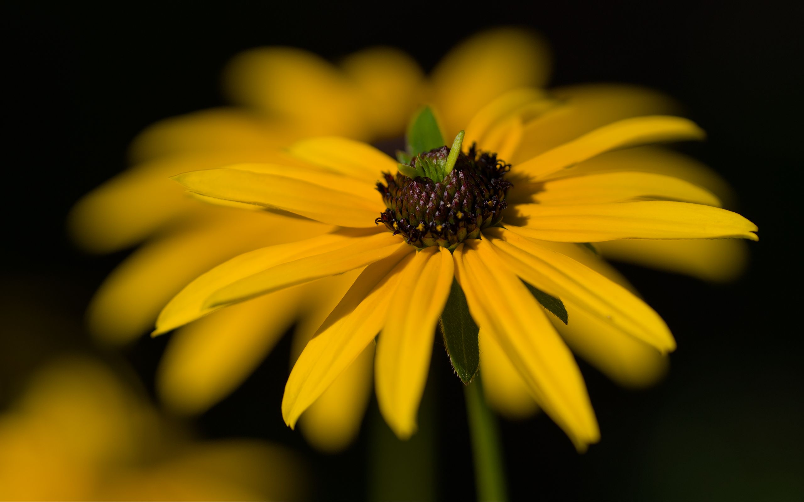 2560x1600 Wallpaper flower, petals, macro, yellow, blur