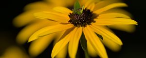 Preview wallpaper flower, petals, macro, yellow, blur