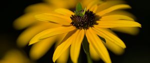 Preview wallpaper flower, petals, macro, yellow, blur