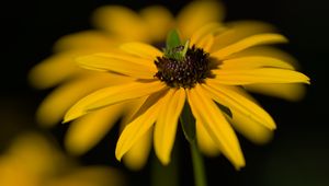 Preview wallpaper flower, petals, macro, yellow, blur