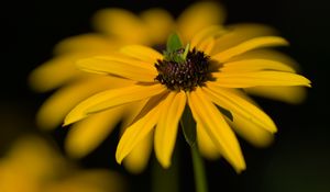 Preview wallpaper flower, petals, macro, yellow, blur