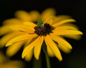 Preview wallpaper flower, petals, macro, yellow, blur