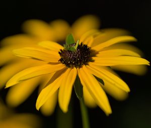 Preview wallpaper flower, petals, macro, yellow, blur