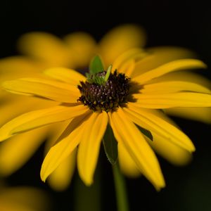 Preview wallpaper flower, petals, macro, yellow, blur