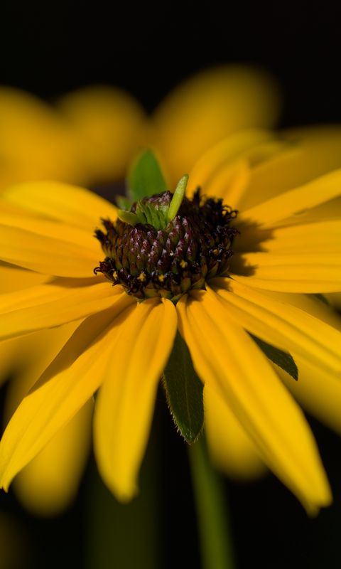 480x800 Wallpaper flower, petals, macro, yellow, blur