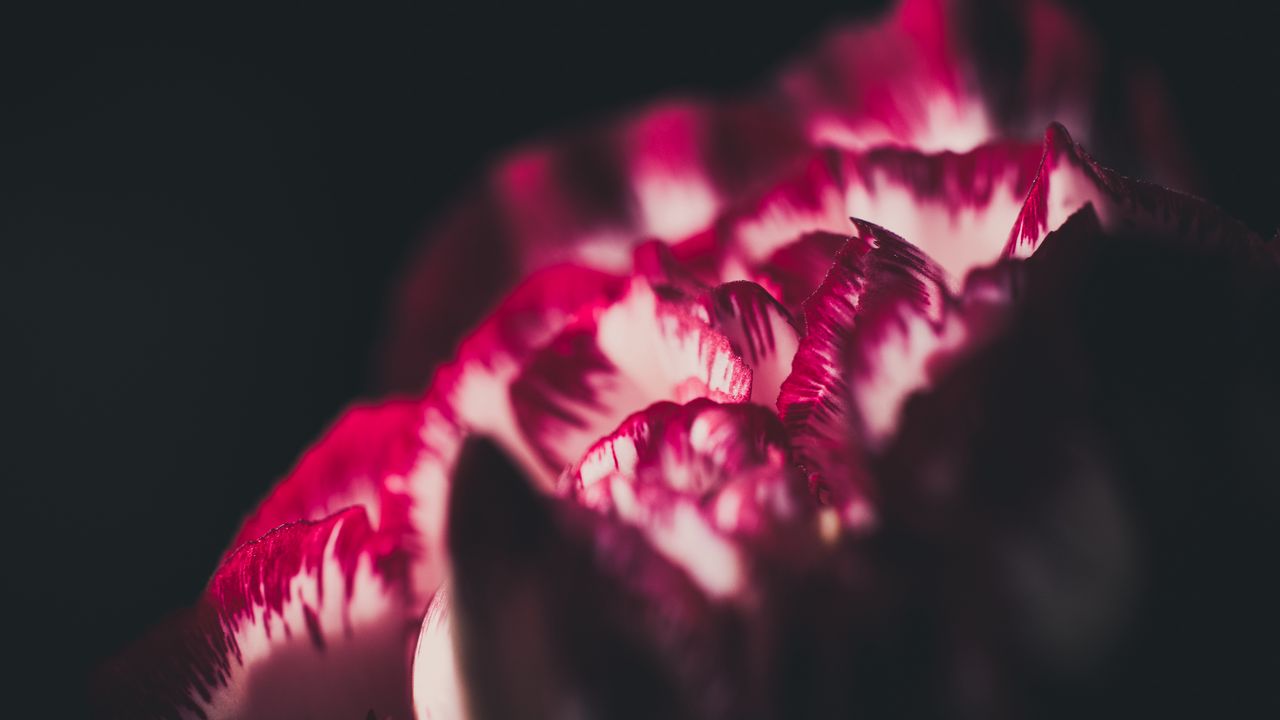 Wallpaper flower, petals, macro, red, white