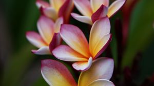 Preview wallpaper flower, petals, macro