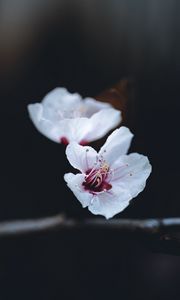 Preview wallpaper flower, petals, macro, spring
