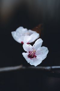 Preview wallpaper flower, petals, macro, spring