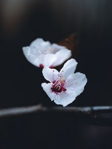 Preview wallpaper flower, petals, macro, spring