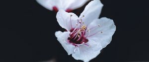 Preview wallpaper flower, petals, macro, spring