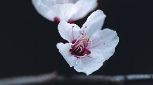 Preview wallpaper flower, petals, macro, spring