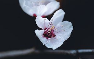 Preview wallpaper flower, petals, macro, spring