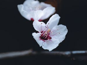 Preview wallpaper flower, petals, macro, spring