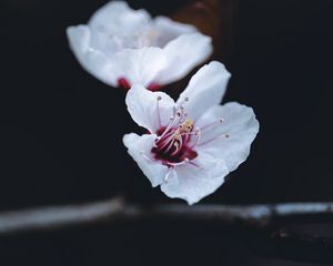 Preview wallpaper flower, petals, macro, spring