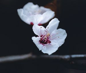 Preview wallpaper flower, petals, macro, spring