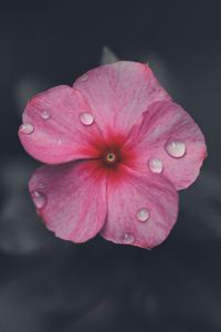 Preview wallpaper flower, petals, macro, drops, water