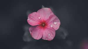 Preview wallpaper flower, petals, macro, drops, water