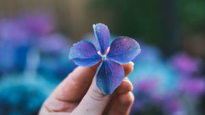 Preview wallpaper flower, petals, macro, hand