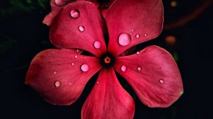 Preview wallpaper flower, petals, macro, dark