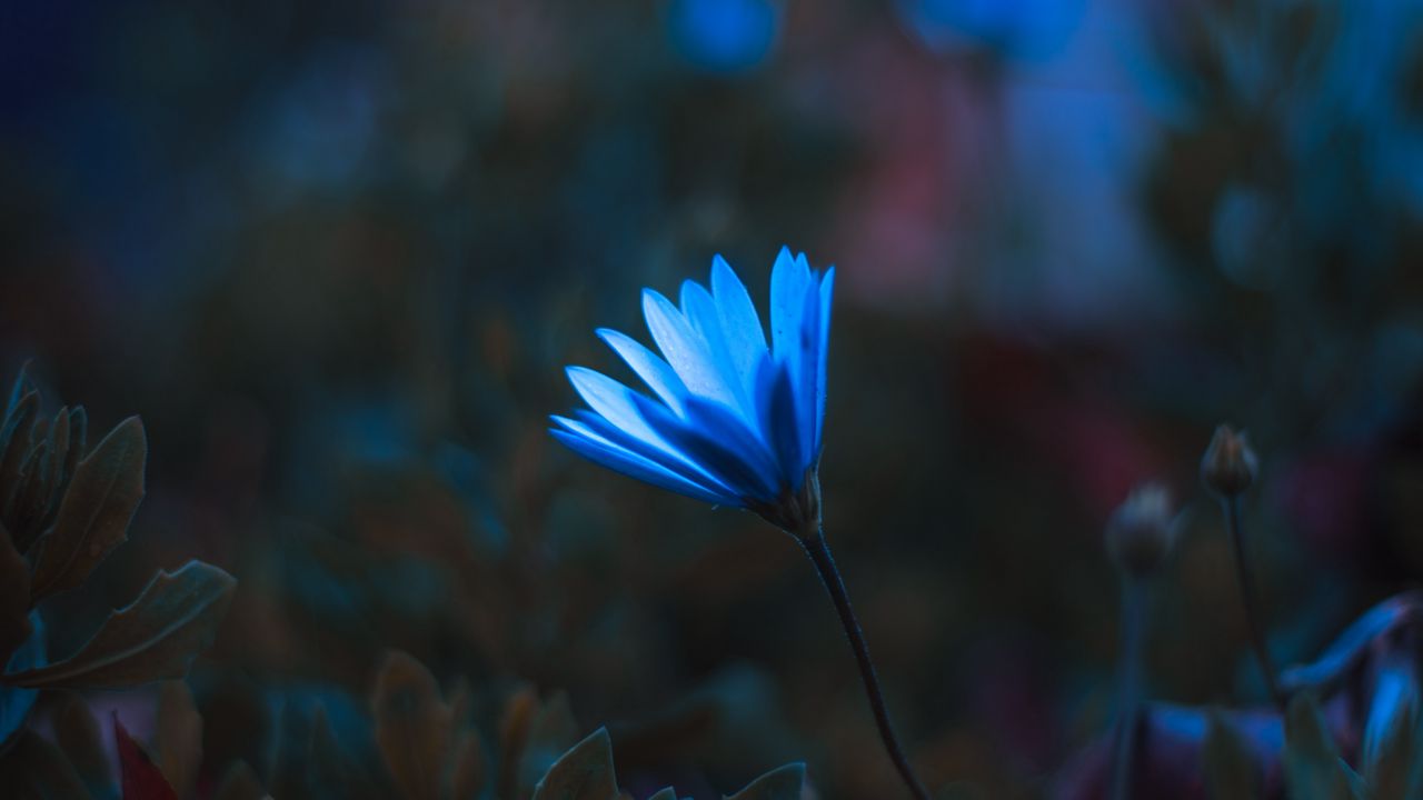Wallpaper flower, petals, macro, blue