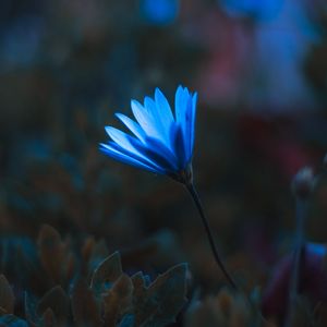 Preview wallpaper flower, petals, macro, blue