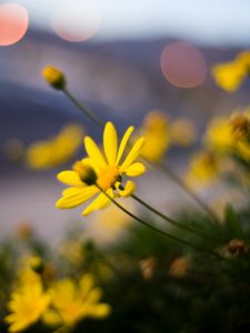 Preview wallpaper flower, petals, macro, yellow