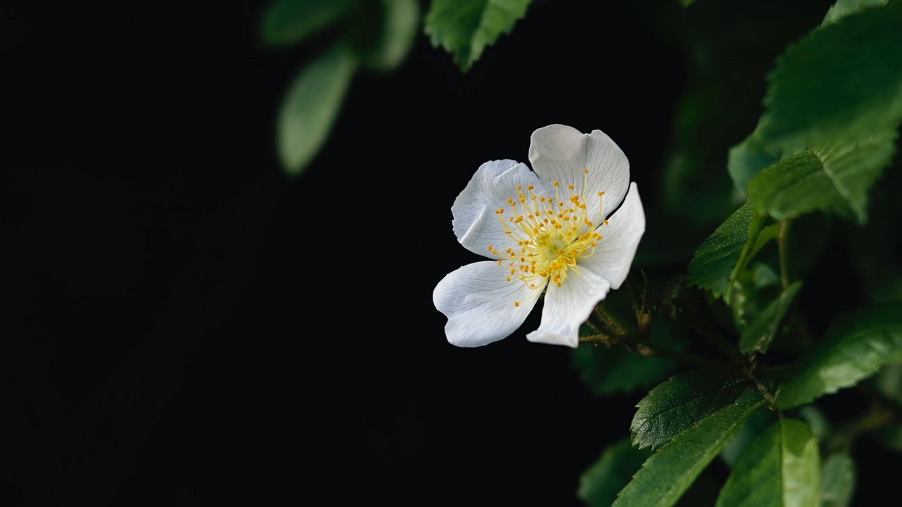 Wallpaper flower, petals, macro, leaves