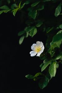 Preview wallpaper flower, petals, macro, leaves