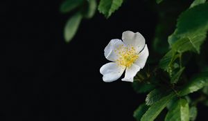 Preview wallpaper flower, petals, macro, leaves