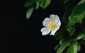 Preview wallpaper flower, petals, macro, leaves