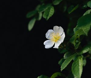 Preview wallpaper flower, petals, macro, leaves