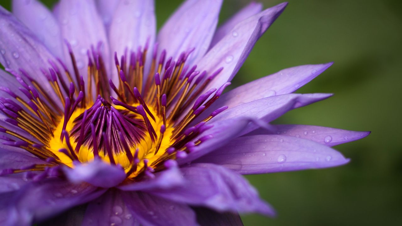 Wallpaper flower, petals, macro, purple, drops