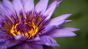 Preview wallpaper flower, petals, macro, purple, drops