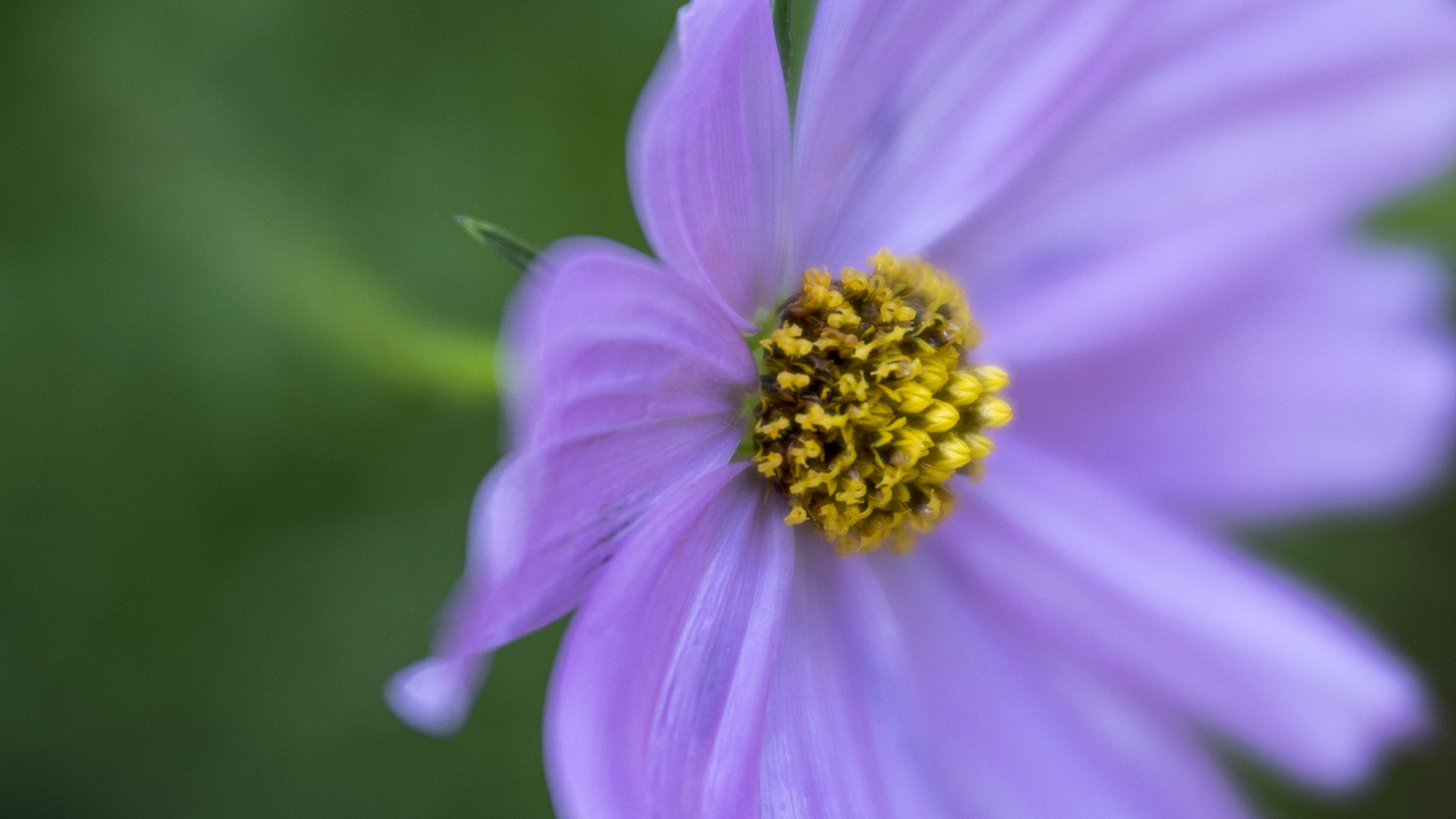 Download wallpaper 1920x1080 flower, petals, macro, purple full hd