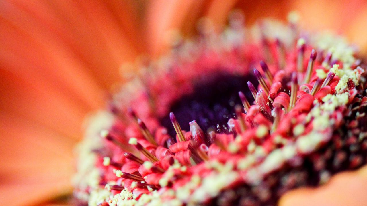 Wallpaper flower, petals, macro, orange