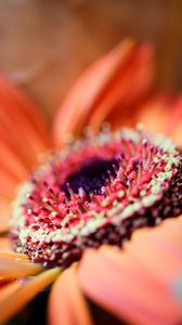 Preview wallpaper flower, petals, macro, orange