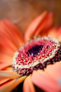 Preview wallpaper flower, petals, macro, orange