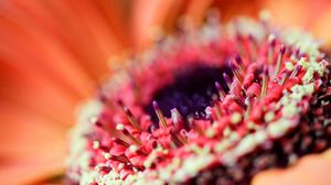 Preview wallpaper flower, petals, macro, orange
