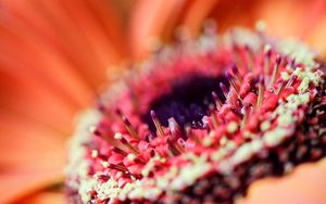Preview wallpaper flower, petals, macro, orange